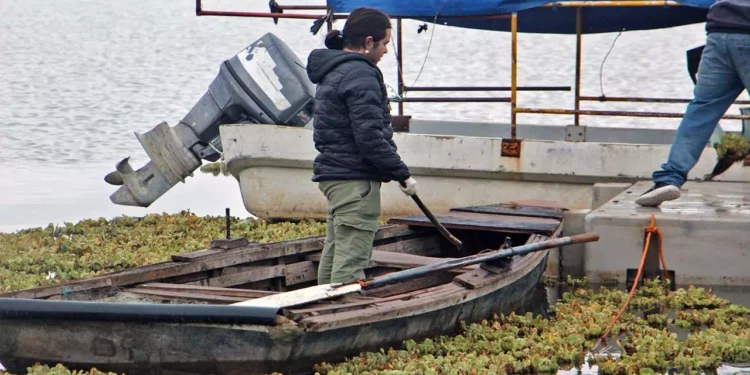 Foto: Gobierno de Huajuapan de León // El lirio acuático, un problema para la presa Yosocuta, parte de los recursos podrían emplearse para la limpieza del embalse.