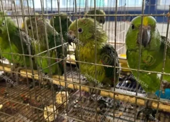 Foto: Archivo El Imparcial // Severo impacto a la diversidad con el tráfico de especies en Oaxaca.
