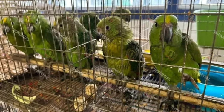Foto: Archivo El Imparcial // Severo impacto a la diversidad con el tráfico de especies en Oaxaca.