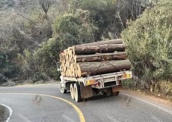 Foto: Archivo El Imparcial – ilustrativa // Tala ilegal, extracción de fauna y contaminación del agua, pendientes.