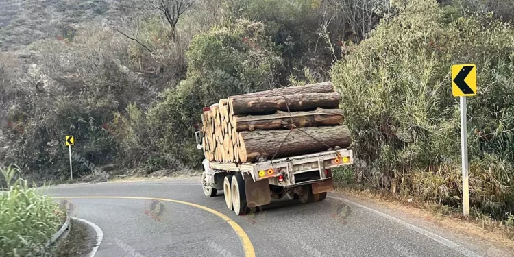 Foto: Archivo El Imparcial – ilustrativa // Tala ilegal, extracción de fauna y contaminación del agua, pendientes.