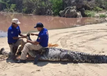 VIDEO | Capturan a “Godzilla” oaxaqueño: cocodrilo de 3 metros rescatado en Playa Bacocho