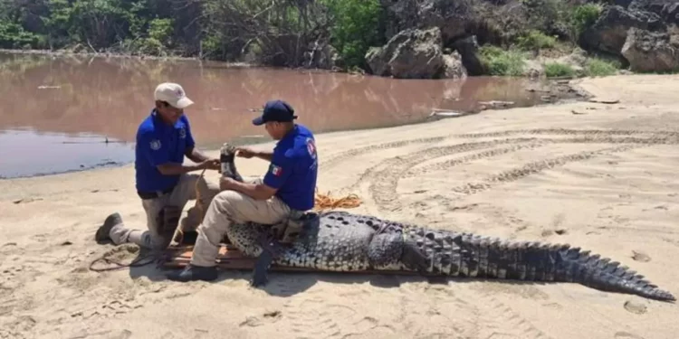 VIDEO | Capturan a “Godzilla” oaxaqueño: cocodrilo de 3 metros rescatado en Playa Bacocho