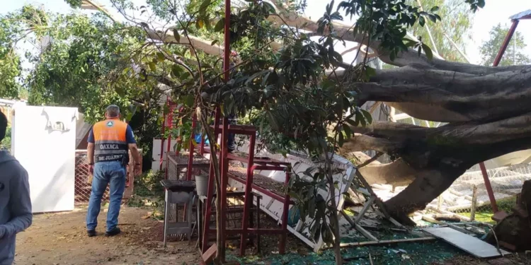 Trabajadores de los tres niveles de gobierno suman esfuerzos para retirar escombros y ramas que obstruyen el paso peatonal y vehicular en la colonia del Maestro.