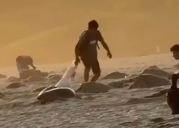 Foto: tomada de video // El impune saqueo a una especie protegida en la costa de Oaxaca.