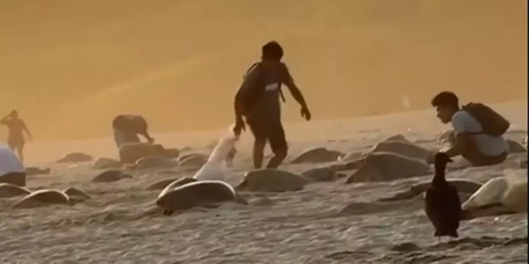 Foto: tomada de video // El impune saqueo a una especie protegida en la costa de Oaxaca.