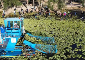El lirio acuático mantiene sitiada a la presa de Yosocuta.
