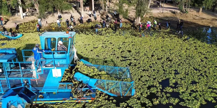El lirio acuático mantiene sitiada a la presa de Yosocuta.