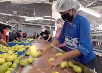 Foto: Archivo El Imparcial // El mango rechazado por EU es colocado en el mercado doméstico.