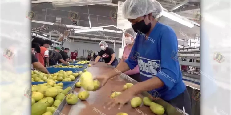 Foto: Archivo El Imparcial // El mango rechazado por EU es colocado en el mercado doméstico.