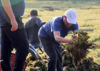 Hasta el momento se han retirado aproximadamente 4 mil 500 toneladas del material vegetal.