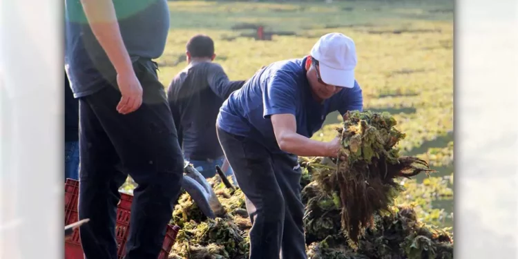 Hasta el momento se han retirado aproximadamente 4 mil 500 toneladas del material vegetal.