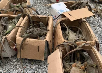 Hacinadas y moribundas: hallan 192 iguanas en la cajuela de un autobús en Oaxaca