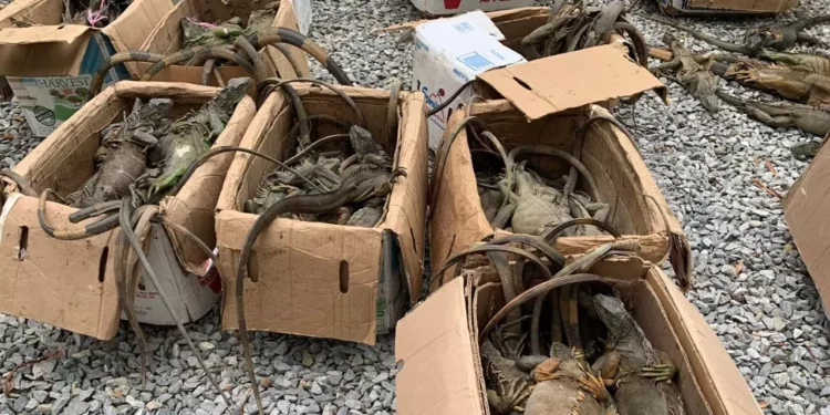 Hacinadas y moribundas: hallan 192 iguanas en la cajuela de un autobús en Oaxaca