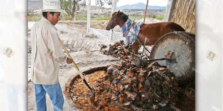 Foto: Archivo El Imparcial // La producción de mezcal, de los pocos sectores con crecimiento.