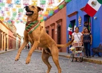 “Caramelo… ya eres mexicano”: El perro más famoso de las calles ya es raza oficial en México