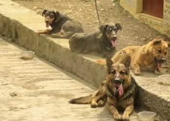 ¿Cómo evitar un golpe de calor en perros? Tips clave para proteger a tu lomito en temporada de calor