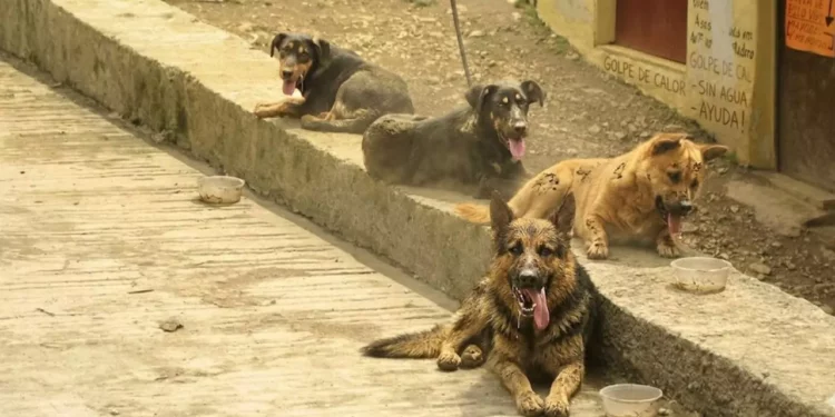 ¿Cómo evitar un golpe de calor en perros? Tips clave para proteger a tu lomito en temporada de calor