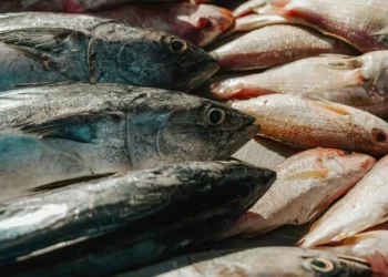 ¿Te están engañando en la pescadería? El 38% del pescado en México es falso