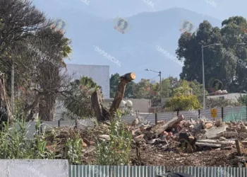 Foto: redes sociales // Imagen de la destrucción de árboles al interior de lo que fuera el Misión de los Ángeles.