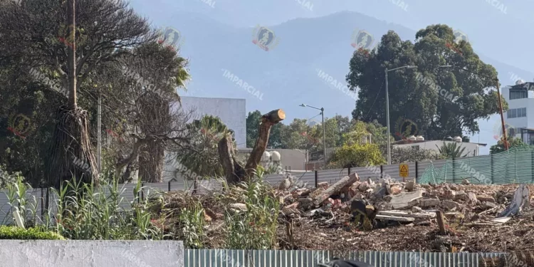 Foto: redes sociales // Imagen de la destrucción de árboles al interior de lo que fuera el Misión de los Ángeles.