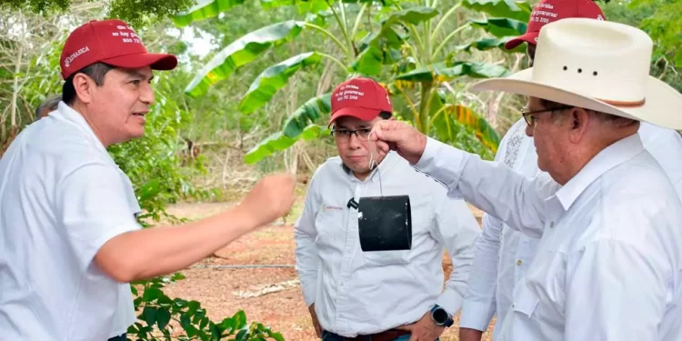 Foto: Senasica // Una trampa para contener la expansión del gusano barrenador en Oaxaca.
