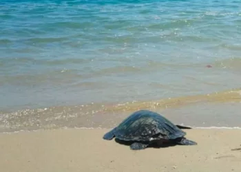 Liberan tortuga carey rehabilitada en Bahías de Huatulco