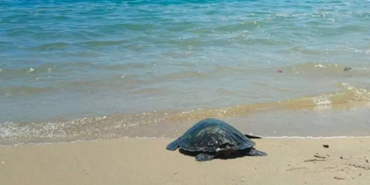 Liberan tortuga carey rehabilitada en Bahías de Huatulco