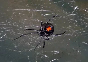 Foto: internet – ilustrativa // La mordedura de araña viuda negra ha generado un aumento considerable en el número de atenciones en unidades de salud de Oaxaca.