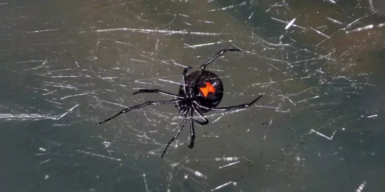 Foto: internet – ilustrativa // La mordedura de araña viuda negra ha generado un aumento considerable en el número de atenciones en unidades de salud de Oaxaca.