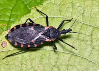 Reportan siete casos del mal de chagas en 2026