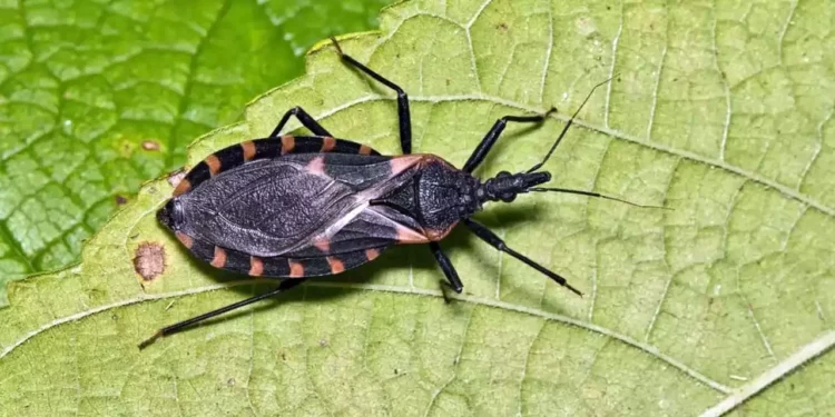 Reportan siete casos del mal de chagas en 2026