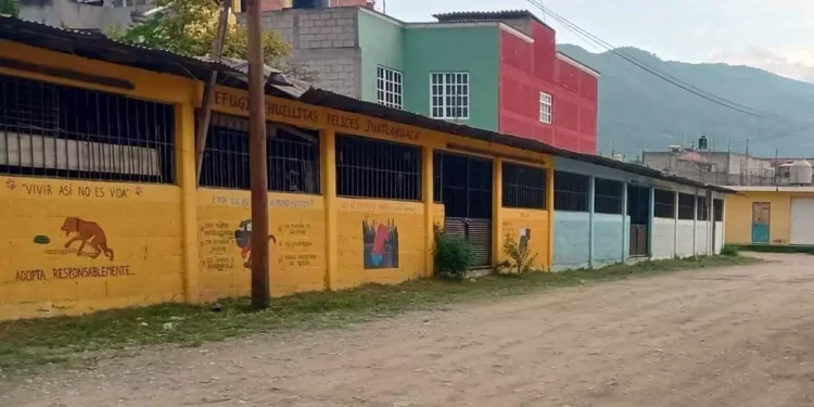 Indignación en Juxtlahuaca: Buscan desalojar albergue de perritos, terminarían abandonados en las calles