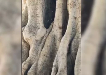 VIDEO | Enjambre en El Llano genera alerta: riesgo latente en zona concurrida de Oaxaca