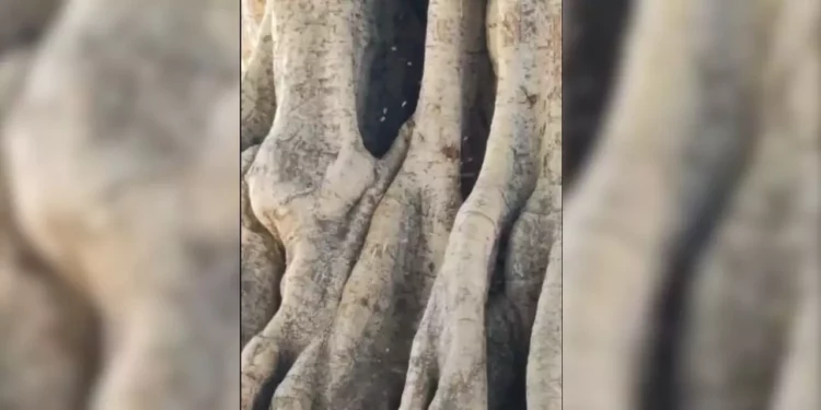 VIDEO | Enjambre en El Llano genera alerta: riesgo latente en zona concurrida de Oaxaca