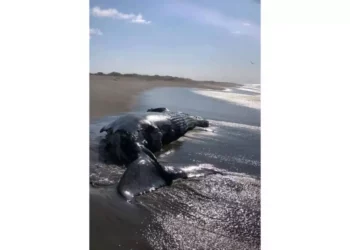 ¡Aguas! Advierten riesgo extremo por ballena muerta en San Mateo del Mar; autoridades piden no acercarse