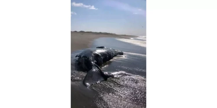 ¡Aguas! Advierten riesgo extremo por ballena muerta en San Mateo del Mar; autoridades piden no acercarse