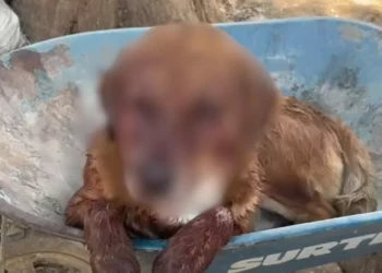 ¡A balazos contra un perro! Indigna ataque a “Carín” destapa denuncias por violencia reiterada