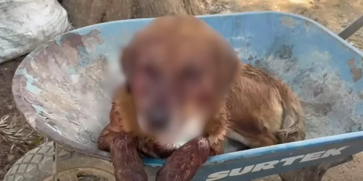 ¡A balazos contra un perro! Indigna ataque a “Carín” destapa denuncias por violencia reiterada