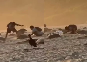 IMÁGENES | Video muestra saqueo de huevos de tortuga en Guapinole; ciudadanía exige acción de autoridades
