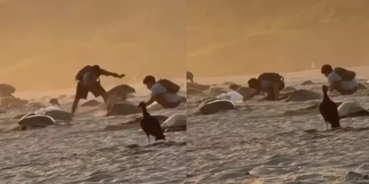 IMÁGENES | Video muestra saqueo de huevos de tortuga en Guapinole; ciudadanía exige acción de autoridades