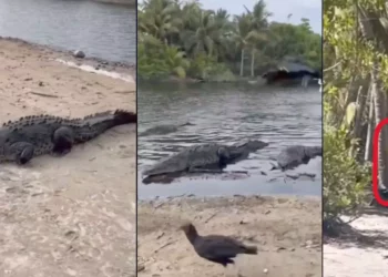 Turismo sin precaución: Alertan riesgo por cocodrilos en la costa de Oaxaca
