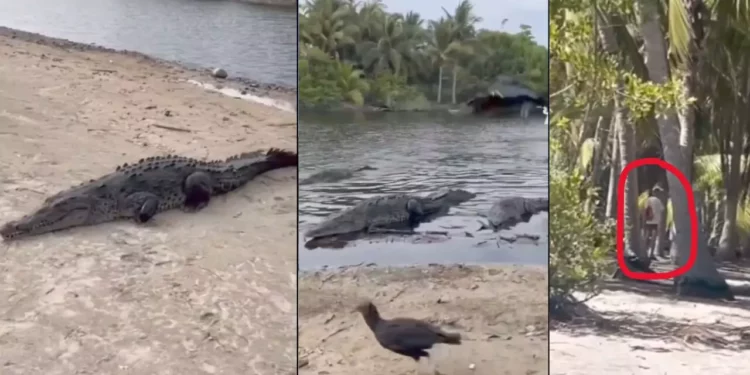 Turismo sin precaución: Alertan riesgo por cocodrilos en la costa de Oaxaca
