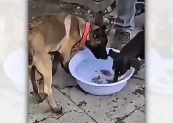 Los tres perros resguardados en el Centro Histórico reciben alimentación diaria por parte de los policías de guardia.