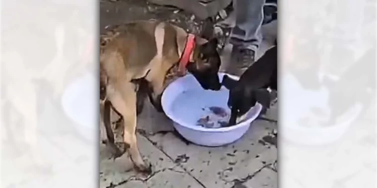 Los tres perros resguardados en el Centro Histórico reciben alimentación diaria por parte de los policías de guardia.