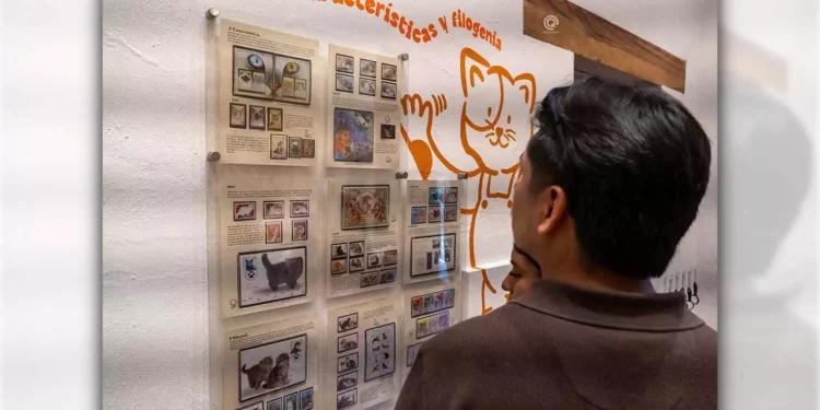 Fotos: Facebook Central Q Noticias // Visitantes de todas las edades disfrutan de una exposición que logra conectar el rigor histórico del MUFI con la ternura cotidiana, la cual resalta no solo la estética canina y felina, sino el papel social de las mascotas como compañeros de vida.