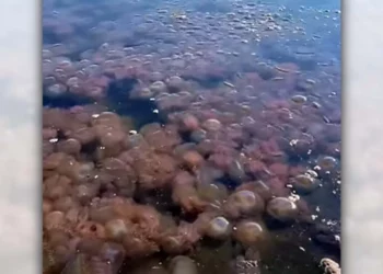 Foto: redes sociales // Los organismos marinos alterarían la calidad del agua en la zona.