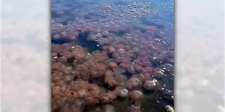Foto: redes sociales // Los organismos marinos alterarían la calidad del agua en la zona.