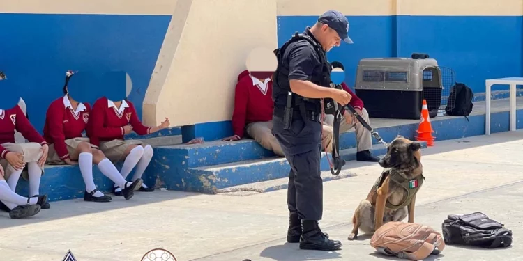 Agentes municipales y binomios K-9 blindan las aulas en Huajuapan para concientizar a los jóvenes sobre las adicciones.