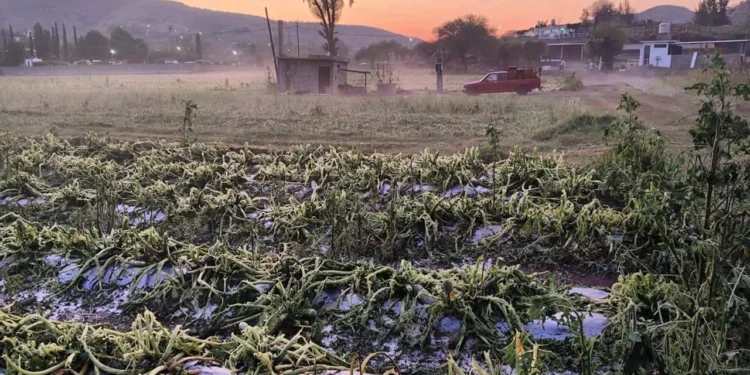 Foto: redes sociales // Productores y habitantes esperan que los apoyos anunciados permitan recuperar parte de las pérdidas y reactivar paulatinamente la actividad agrícola.